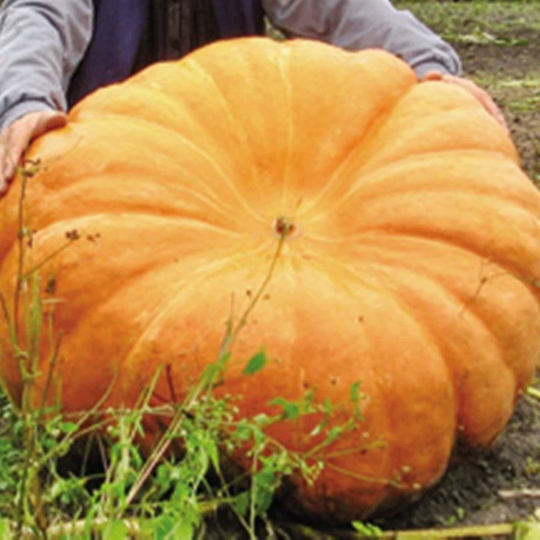 Pumpkin Titan Seeds Heirloom Non Gmo For Planting | 201391
