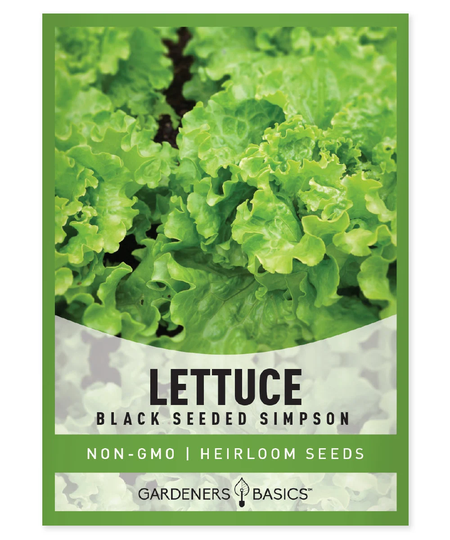 Green Leaf Lettuce Seeds For Planting - Black Seeded Simpson Variety Heirloom, Non-Gmo Spring, Summer, Fall Gardening