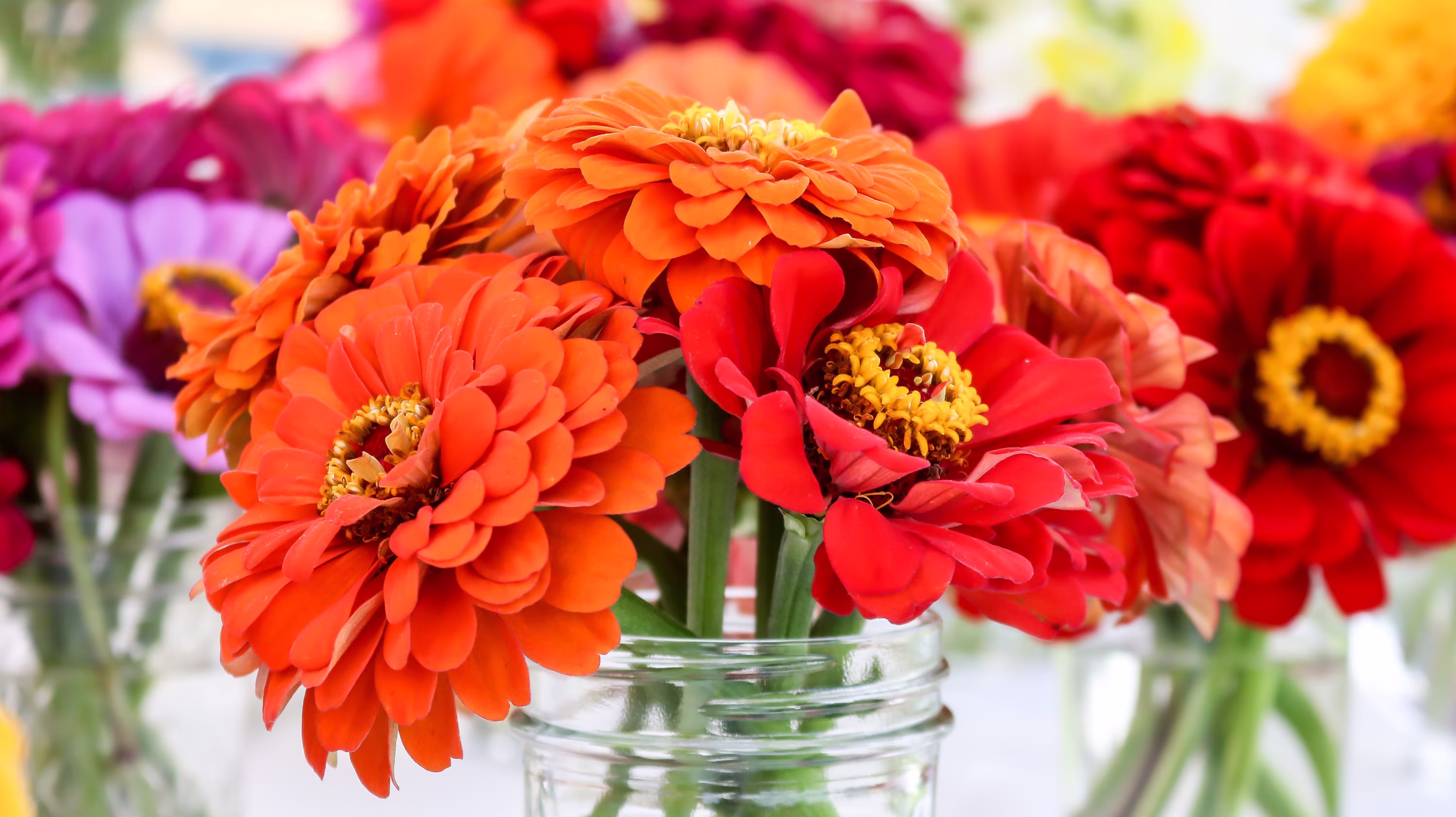 Berry Tart Zinnia Mix, Seeds, Mixed Colors Flowers, 300 Seeds // Non-Gmo, Zinnia Elegans