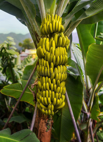 20 X Banana Tree Seeds. Musa Yunnanensis Seeds Yunnan Banana