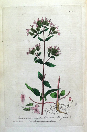 Oregano Origanum Vulgare Baxter Antique Engraved Botanical Herb Print 1839