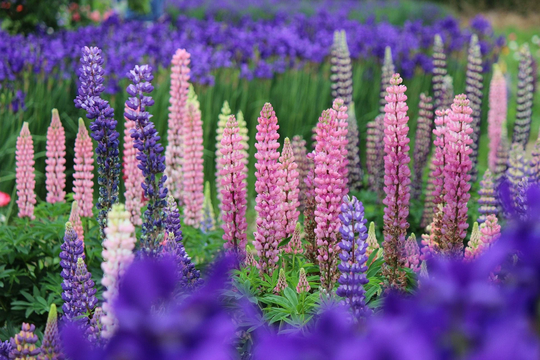 Russell Lupine Seeds | Non - Gmo