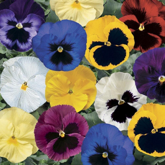 Delta Pansy Seeds Blotch Mix 50 Seeds Mix