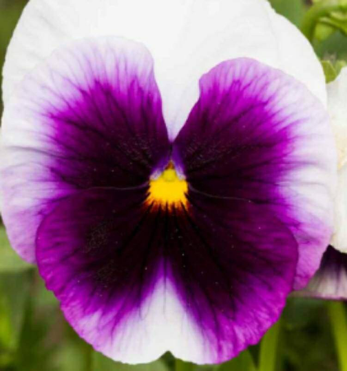 Pansy, Viola X Wittrockiana Swiss Giant Beaconsfield, Biennial 50 Seeds