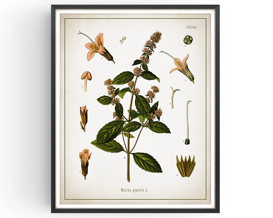 Peppermint - Botanical Print Vintage Aromatherapy Art Medicinal Plant Botany Kitchen Decor Unframed