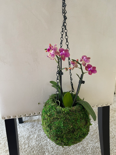 Large Hanging Moss Ball With Orchid