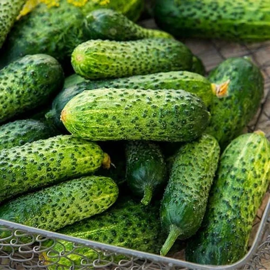 Cucumber Seeds Titus F1