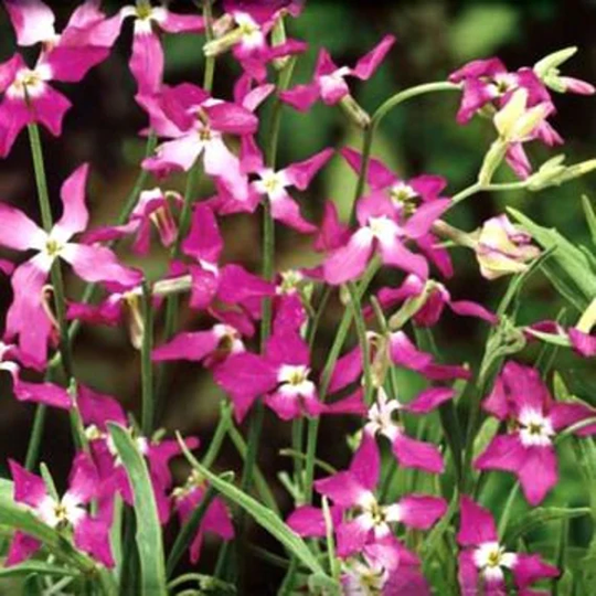 Flower Seeds Matiola Double