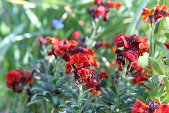 Wallflower Fire King Approx 100 Seeds Annuals & Biennials, Bedding Plant