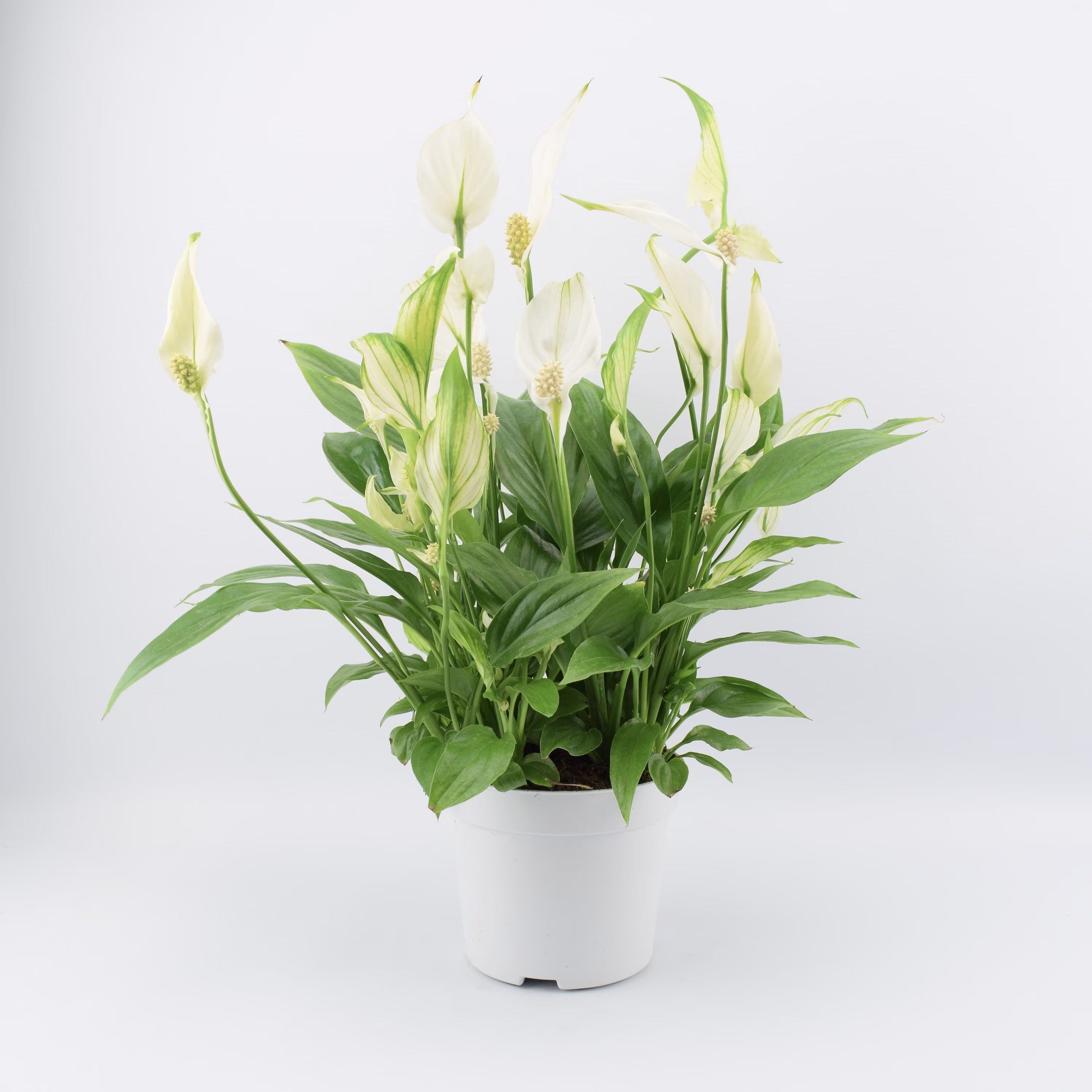 Spathiphyllum Peace Lily 12cm Pot