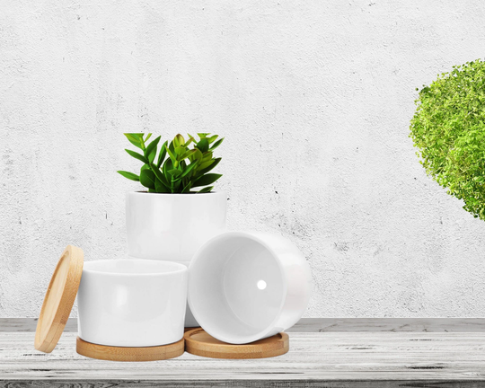 Succulent Planter - Included Pot Planters Plant Gift