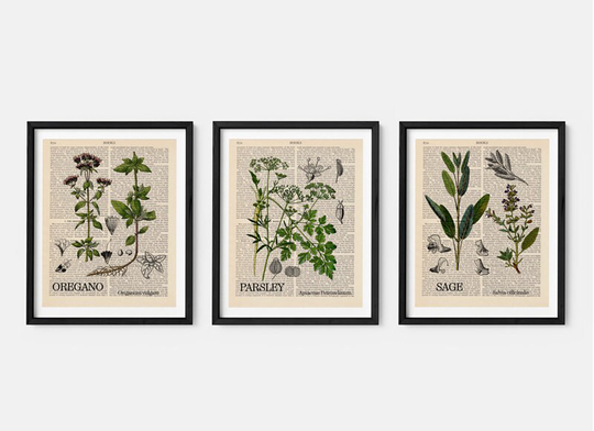Herbal Illustration, Parsley, Sage, Oregano Garden Herb Prints, Culinary Herbs, Plant Art, Botanical Wall Kitchen Illustration