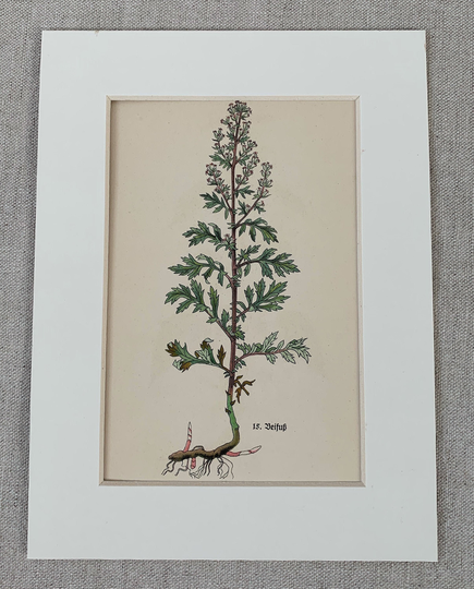 1936 Original Vintage German Medicinal Herbs Plants Lithograph Print, Mounted & Matted in A Choice Of Colours Ready To Frame - 10 X 8