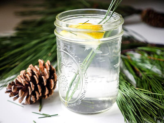 Wild Harvest Fresh Picked Organic Pine Needles For Tea & Extract Making Botanical Fragrant Herbal Tea 20G