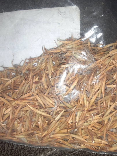 Alderleaf Mountain Mahogany Tree Seeds