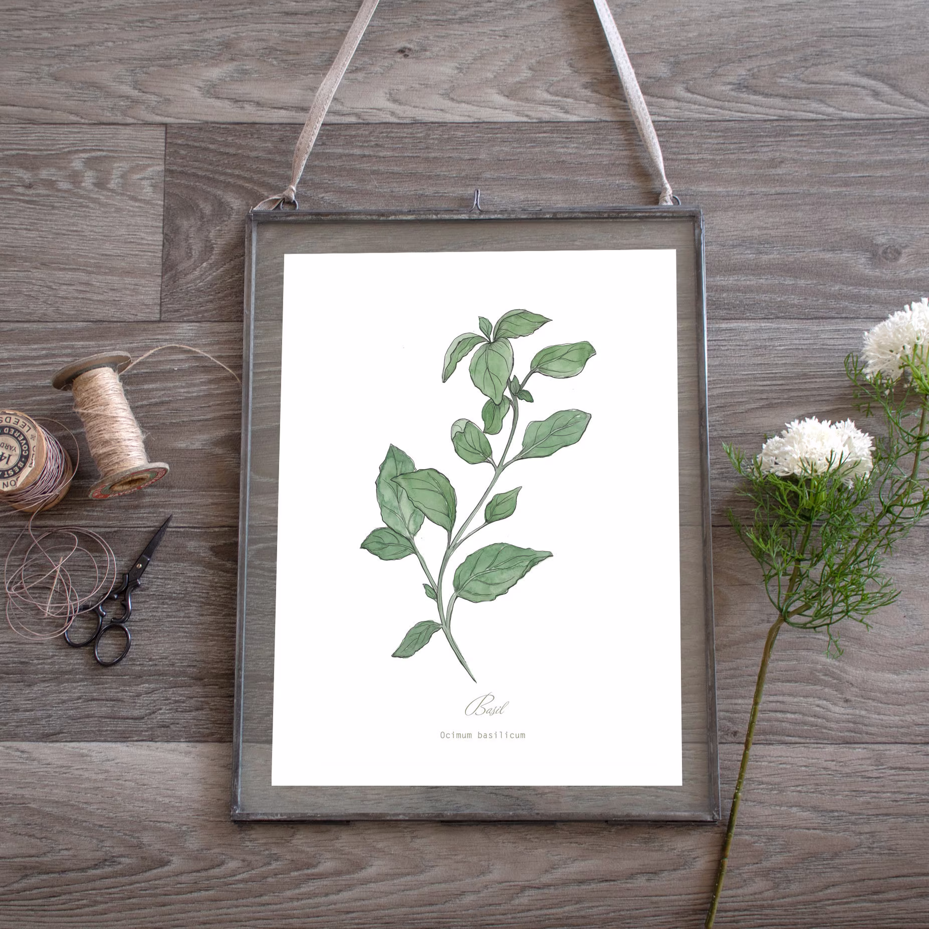 Basil, Herb Botanical Print Plant Illustration, Kitchen Wall Art