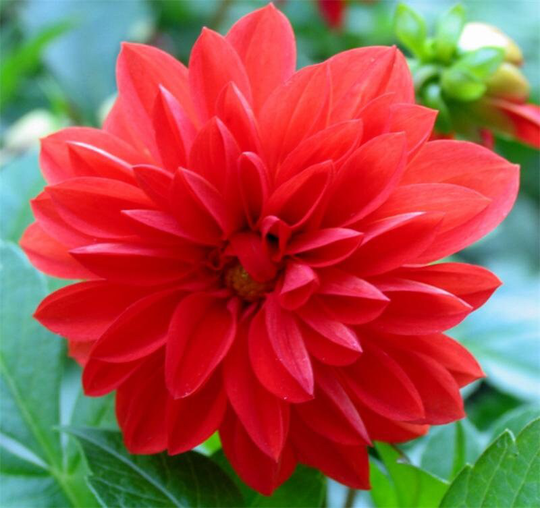 Josephine Mix Flower Seeds
