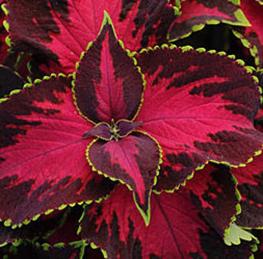 stunning Coleus Seeds Chocolate Covered Cherry Variety | 9 Seeds Beautiful Red Variegated Leaves Fast Free Shipping Us Residents