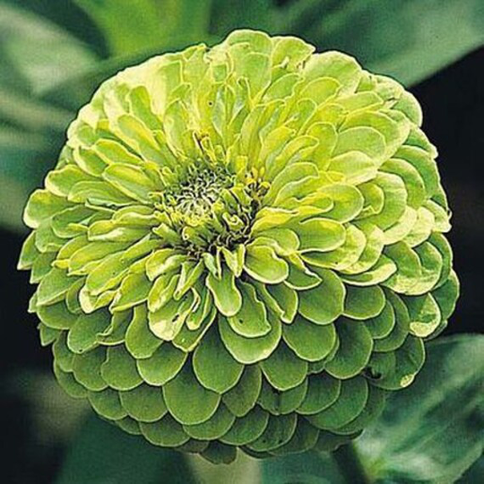 Envy Zinnia Seeds, Nectar Source For Pollinators