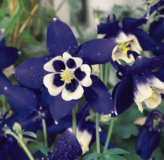 Aquilegia Hybrid
