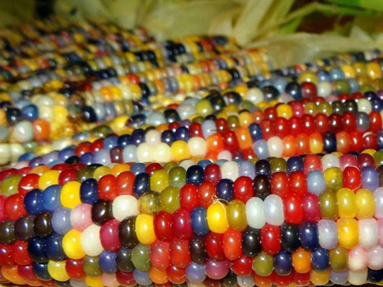 Corn Seeds Multi-Colored