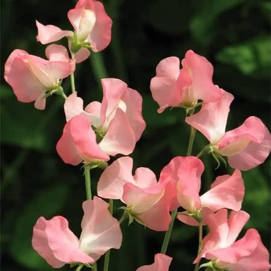 25 Organic Seeds Watermelon Beautiful Sweet Peas Duftwicke Samen Somen Zaad Zaden Semi Sementi Sementes Siemenet Graines Nasiona Semillas