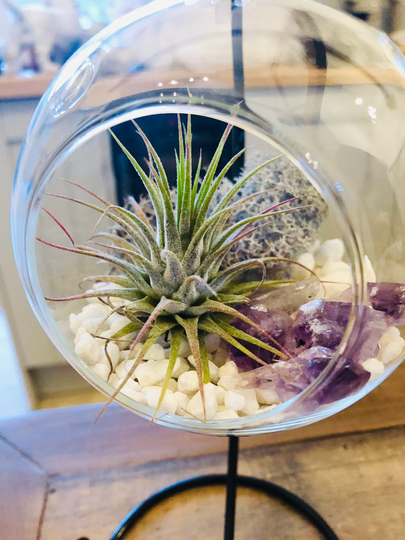 Diy Terrarium Air Plant Kit, Amethyst Crystal Stone in Glass Terrarium. Precious Stone, Indoor Gift. Birth Stone. Hanging