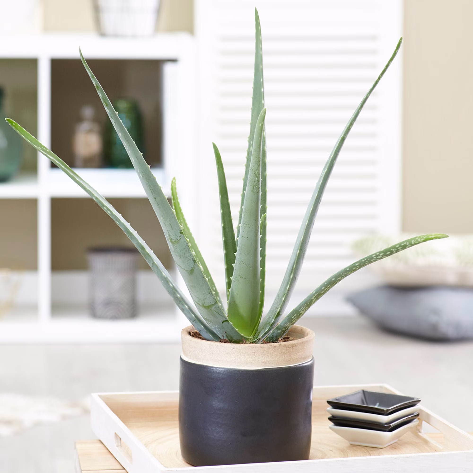1 X Aloe Vera Barbadensis Miller Live Indoor Plant Gift