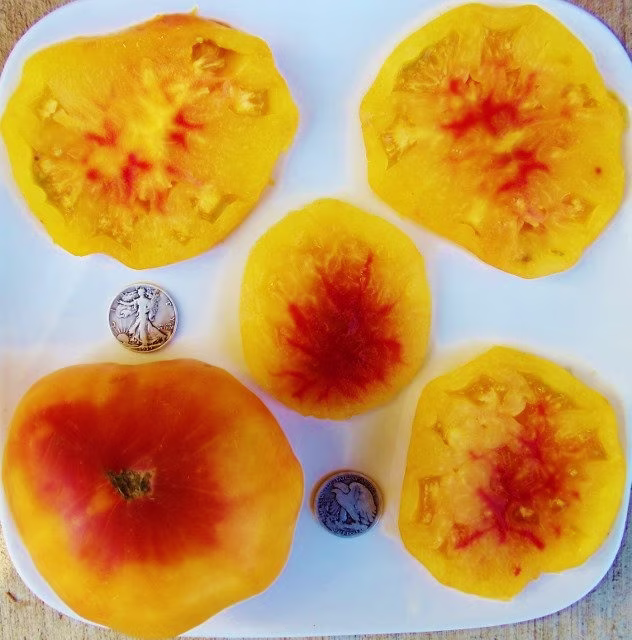 Gold Medal - 40 Hand Picked Seeds