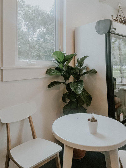 Exotic Fiddle Leaf Fig Seed Mix