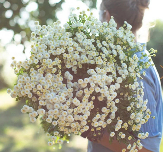 Double Ruffled Feverfew Herb 350 Seeds Medicinal Cut Flowers Tanacetum Parthenium Tetra White Wonder Combined Shipping Dizzy Bees