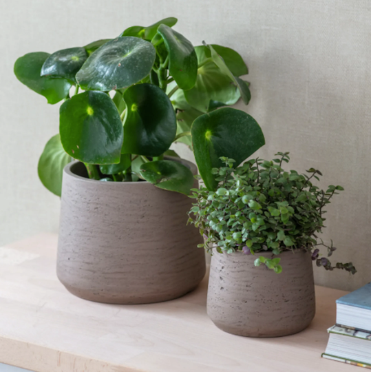 Large Cement Tapered Plant Pot