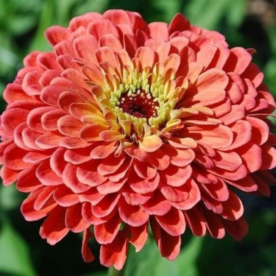 Benarys Giant Salmon Rose Zinnia Seeds, Nectar Source For Pollinators
