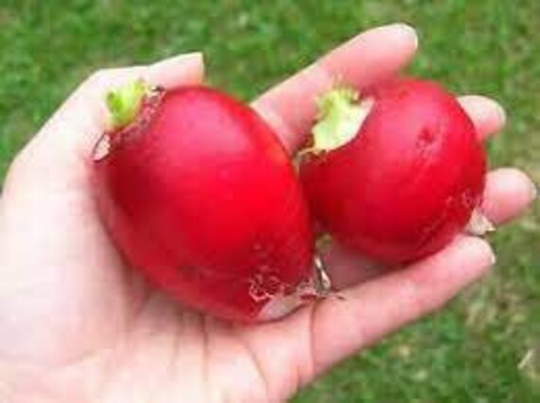 German Giant Radish, Us Seeds Heirloom, Organic Non Gmo, Free Surprise Seed With Order
