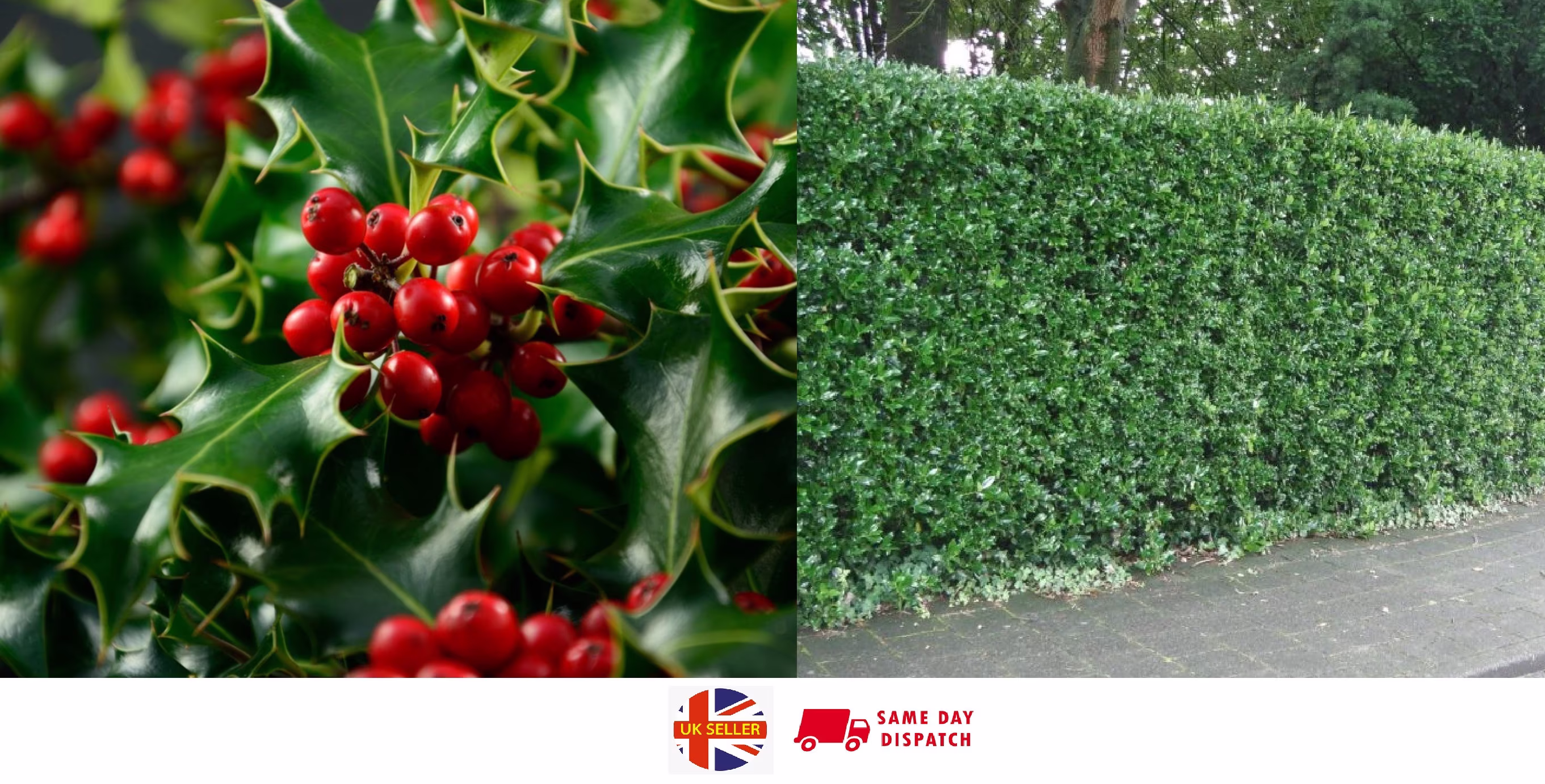 Common Holly Seeds | Ilex Aquifolium | 35+ Seeds Hedging Birds Wildlife Same Day Dispatch