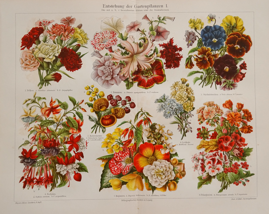 1904 Blooming Of Garden Plants Botany Lithograph in Color Antique Print.117 Years Old Print.flowers.old Print.11.7x9.4 Inches Or 30x24 cm