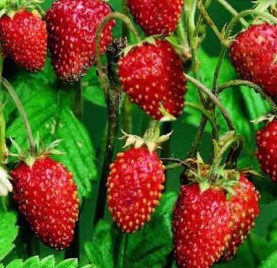 strawberry Alpine Vegetable Fruit Seeds Easy Grow | Fragaria Vescans Your Own Indoor Outdoor in The UK