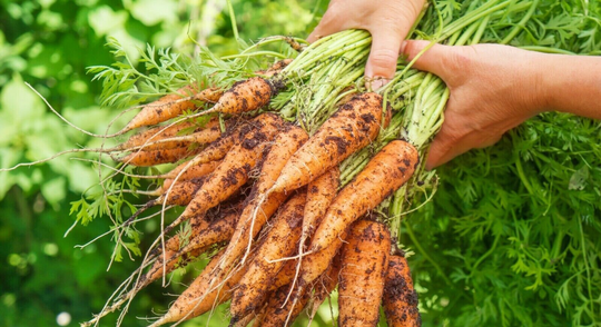 Lot Of 500 Berlicum 2 Carrot Seeds - Can Be Grown All Year Round With High Yield Taste Quality 100% French & Reproducible