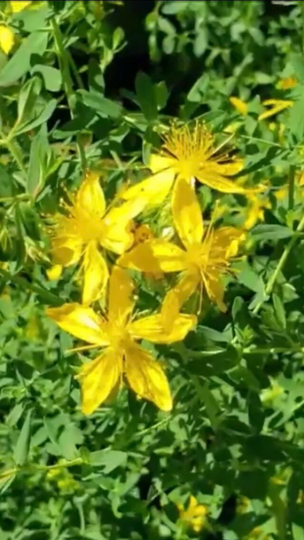 Organic Non-Gmo Herb-Great St John's Wort Seeds Perennial Tall Flowers With Yellow Blossoms Buy 2 Get 1 Free Until June 30 2022