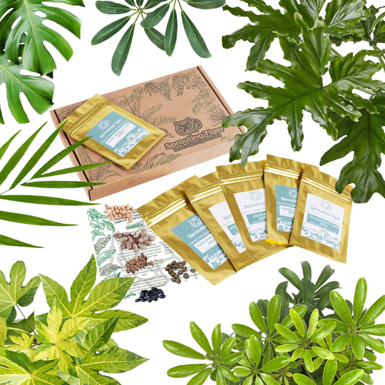 Grow Your Own Indoor Jungle Foliage Houseplant Gift Set