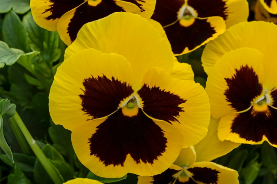 Pansy Seeds Spring Grandio Yellow Blotch 50 Thru 500