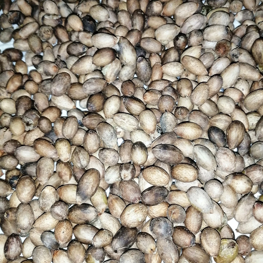 Ceylon Cinnamon Seeds-Organic Outdoor & Indoor Seeds Bonsai Plant Seeding