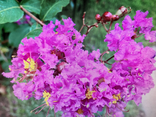 Purple Magic Crapemyrtle Tree Seeds