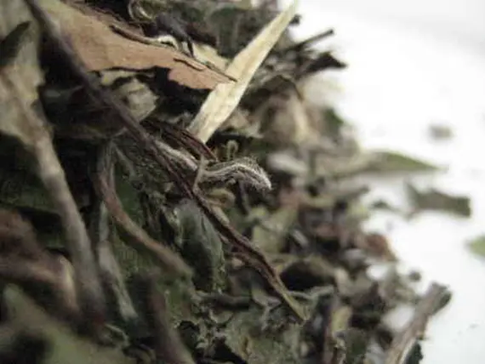 China Pai Mu Tan White Tea - 100 Grams