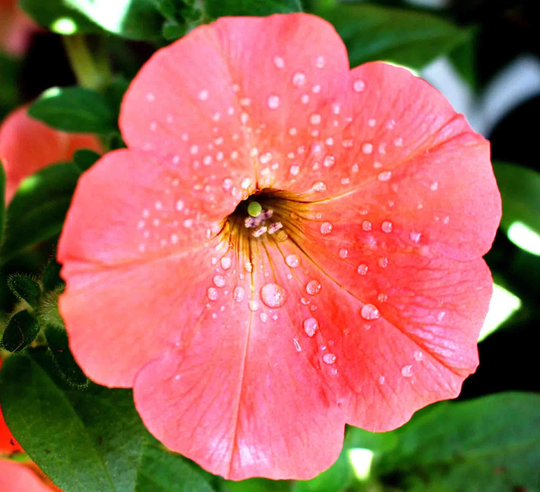 Pretty Coral | Orange-Pink Color Petunia Seeds - Unique Twist | 15 Seeds Fast Free Shipping Us Residents