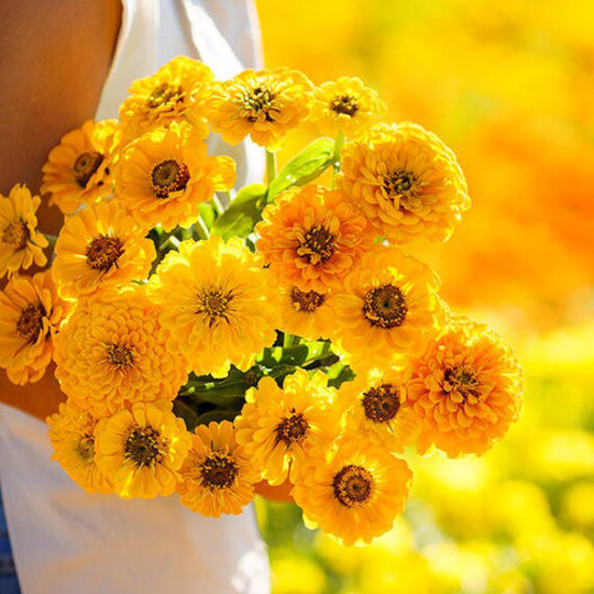 Usa Seller Canary Bird Zinnia 25 Seeds Heirloom Elegans