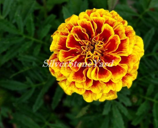 Marigold Seeds , Marygold Spray Petite, 0, 5 G Tagetes Flower Seeds, Striped Flower, Sw712