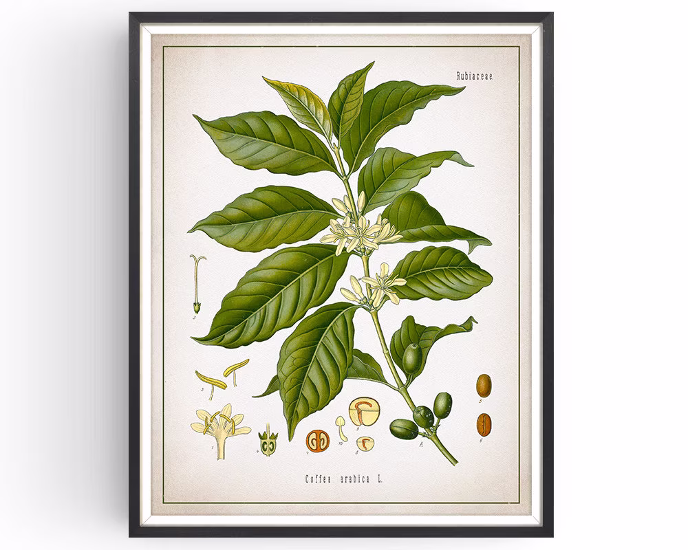 Coffee Arabica - Botanical Print Vintage Coffee Art Medicinal Plant Botany Decor Kitchen Unframed