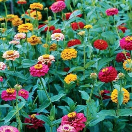 Zinnia "Button Box Mix