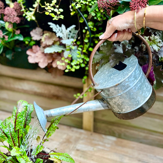 Zinc Watering Can Ltzkr041